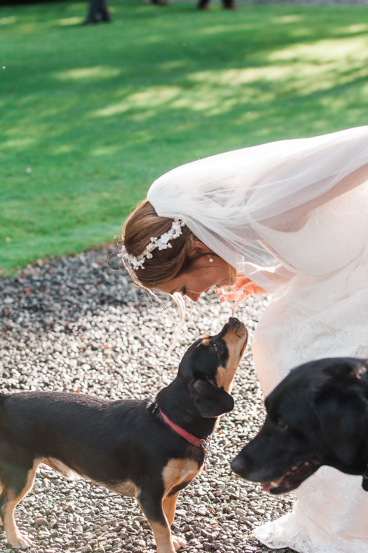 dogs at weddings-bridesmaid dog- dog wedding guest-bride and dog
